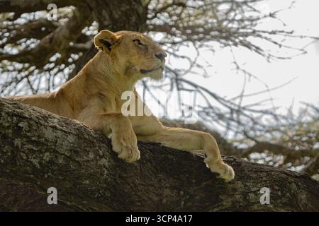 Blick auf eine majestätische Löwin, die majestätisch auf einem starken Baumzweig ruht, ihr Fell im sanften Licht glüht, eine Szene voller heiterer Macht, Seronera, Mara Region, Tansania. Stockfoto