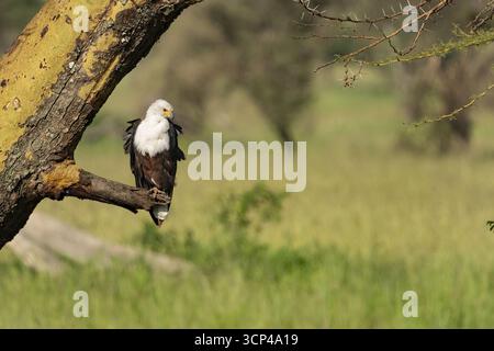 Blick auf einen majestätischen afrikanischen Fischadler, der auf einem Zweig eines gelben Fieberbaums thront, vor einem Hintergrund von grünem Grasland, Seronera, Mara Region, Ta Stockfoto