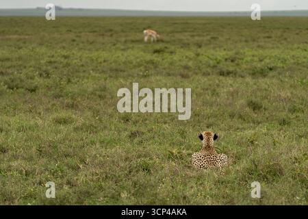 Blick auf einen Gepard, der tief in den grünen und gelben Gräsern der afrikanischen Savanne liegt, Augen auf entfernte Beute gesperrt, Seronera, Mara Region, Tansania. Stockfoto