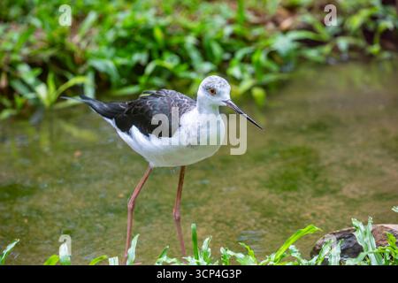 Das Nahbild der Schwarzflügelstelze (Himantopus himantopus). Eine weit verbreitete, sehr langbeinige Watvögel in der avocet- und Stelzenfamilie Recurvir Stockfoto