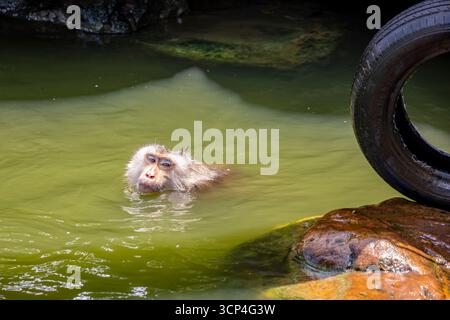 Ein nördlicher Schweineschwanzmakaken (Macaca leonina) schwimmt im Pool des Guangzhou Zoo China wegen des heißen Wetters, der eine Art von Makaken in der Region ist Stockfoto