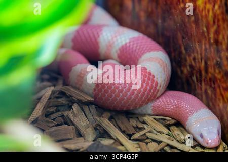 Die Nahaufnahme der Albino-Pueblan-Milchschlange (Lampropeltis triangulum campbelli). Eine eilegende Unterart der nichtgiftigen kolubriden Schlange. Es ist com Stockfoto
