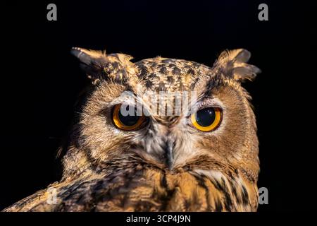 Das Nahbild der eurasischen Uhu (Bubo bubo). Sie ist eine der größten Eulenarten. Markante Ohrbüschel mit melierten Oberteilen Stockfoto