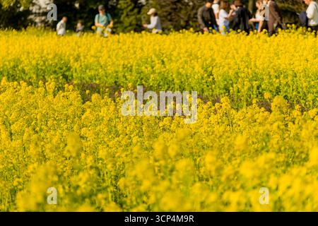 Flache Tiefenansicht der gelben Frühlingsblumen mit Touristen im Hintergrund. Stockfoto