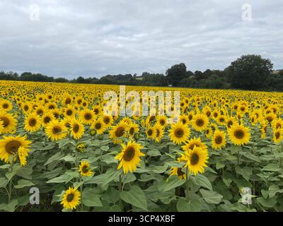 Feld voller hellgelber Sonnenblumen in voller Blüte Stockfoto