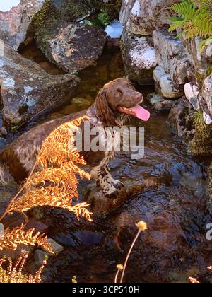Englischer Springer Spaniel Hund weibliche schnelle Laufbahn lief haarbraun hübsche Felsen Zunge Hechelgeschwindigkeit aus erstaunlicher Art gefleckter Sprocker Stockfoto