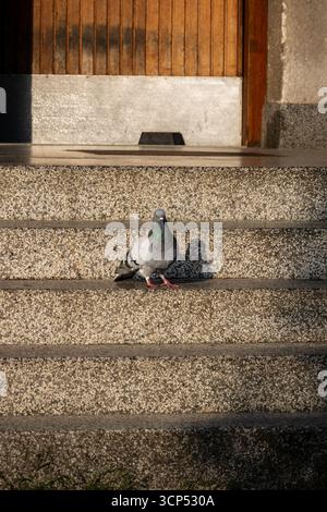 Taube auf Betonstufen vor Holztür Stockfoto