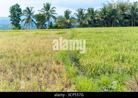 Tropische Reislandschaft mit Kontrast zwischen üppig grünen Reisfeldern auf der einen Seite und frisch geernteten Feldern auf der anderen Seite mit Kokospalmen Stockfoto