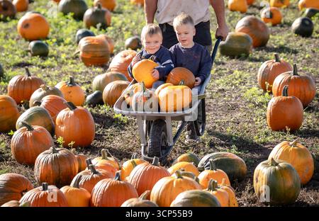 Der Bauer Tom Spilman (versteckt) erntet zusammen mit seinen Söhnen Freddie (links) und Olek (rechts) einige der 150.000 Kürbisse auf der Spilman's Pumpkin Farm in Sessay, nahe Thirsk, North Yorkshire, vor der Eröffnung des Pumpkin fest 2025 am Samstag. Bilddatum: Mittwoch, 24. September 2025. Stockfoto