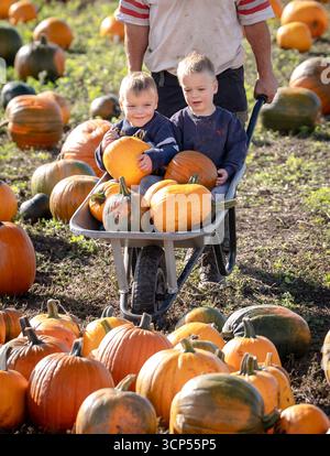 Der Bauer Tom Spilman (versteckt) erntet zusammen mit seinen Söhnen Freddie (links) und Olek (rechts) einige der 150.000 Kürbisse auf der Spilman's Pumpkin Farm in Sessay, nahe Thirsk, North Yorkshire, vor der Eröffnung des Pumpkin fest 2025 am Samstag. Bilddatum: Mittwoch, 24. September 2025. Stockfoto