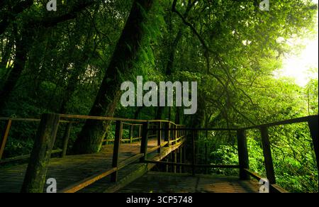 Nachhaltiger Tourismus Holzsteg Weg durch alten Wald. Umweltfreundlicher Besucherzugang für verantwortungsbewussten Naturschutz. Stockfoto