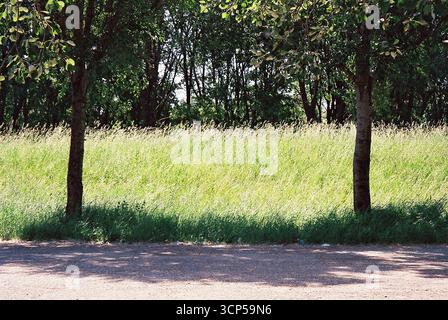 Sonnendurchflutetes, hohes Gras, das neben einem leeren Parkplatz wächst und in analogem Stil erfasst wird, was Ruhe und natürliche Einfachheit hervorruft. Stockfoto