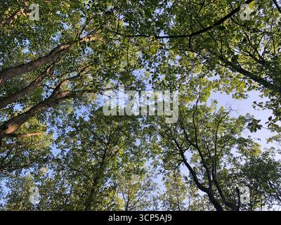 Wald, sonniger Sommertag, hohe Bäume, die sich über dem Kopf bewegen, geringer Blick Stockfoto