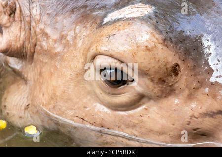 Ein Gesicht mit Auge eines schwimmenden Nilpferdes Stockfoto