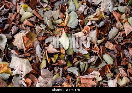 Eine Nahaufnahme eines dichten Teppichs aus herabfallenden Herbstblättern in verschiedenen Braun-, Grün- und Orangentönen. Dunkler Herbsthintergrund, Textur. Stockfoto