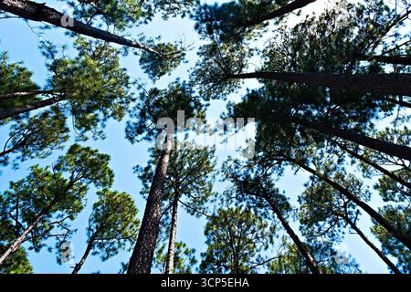 Eine aufwärts gerichtete Perspektive fängt die hoch aufragenden Kiefern ein, die sich in Richtung Himmel erheben und ein Gefühl von Tiefe und Gelassenheit schaffen. Stockfoto