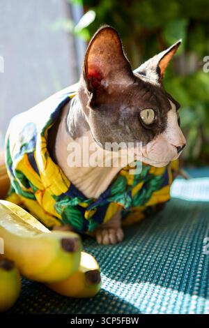 Ein vertikales Foto einer sphynx-Katze in einem Hemd mit Bananenmotiv, die mit Bananen am Fenster sitzt. Die Komposition betont Humor und modernes Haustier Stockfoto