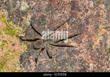 Wolf Spider, Hogna sp. Stockfoto
