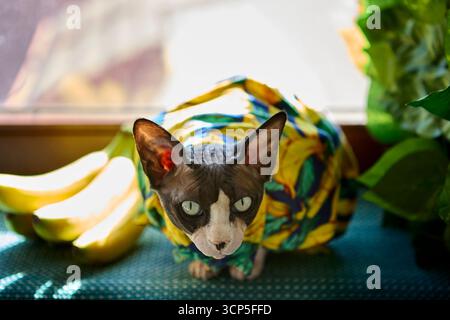 Eine zerknitterte sphynx-Katze in einem Bananenhemd liegt zwischen Bananen auf dem Fenstervorsprung. Ein verspieltes, kreatives und skurriles Haustier-Porträt. Stockfoto
