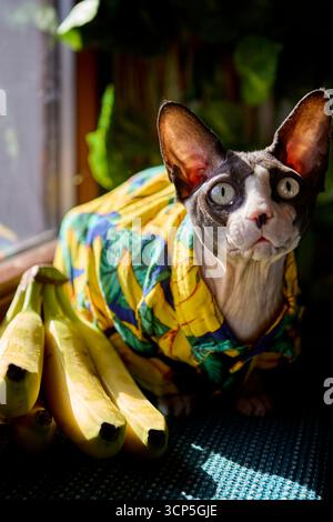 Die sphynx-Katze in Bananenmotiv blickt auf, während sie bei Bananen sitzt. Ein humorvolles Hauskatzenporträt mit einer verspielten und kreativen Note. Stockfoto