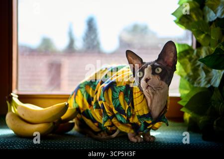 Eine haarlose sphynx-Katze in einem Hemd mit Bananenmuster sitzt neben Bananen auf einer Fensterbank. Das Sonnenlicht unterstreicht seinen seltsamen Ausdruck, Blendi Stockfoto