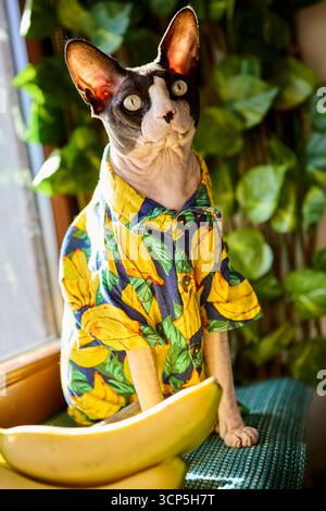 Eine sphynx-Katze in einem Hemd mit Bananenmotiv steht stolz neben Bananen auf einer Schwelle. Die hohe Körperhaltung und das verspielte Outfit sorgen für Humor und Stil Stockfoto