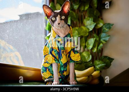 Eine haarlose sphynx-Katze in einem Hemd mit Bananenmuster schaut aus dem Fenster. Die Szene kombiniert natürliches Licht, schrullige Kleidung und exotischen Haustier-Charme in einem Humor Stockfoto