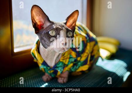 Eine verspielte sphynx-Katze in einem bunten Hemd mit Bananenmuster sitzt neben frischen Bananen am Fenster. Die Szene kombiniert Humor, häusliches Leben und Exoti Stockfoto