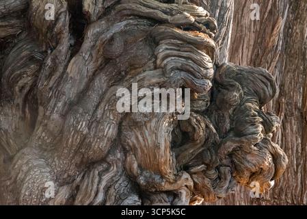 Szenen in El Tule und Santa María de la Asunción Tempel: Der größte Baum der Welt Oaxaca, Mexiko Stockfoto