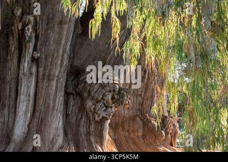 Szenen in El Tule und Santa María de la Asunción Tempel: Der größte Baum der Welt Oaxaca, Mexiko Stockfoto