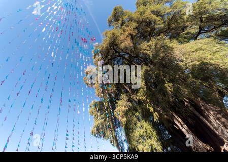 Szenen in El Tule und Santa María de la Asunción Tempel: Der größte Baum der Welt Oaxaca, Mexiko Stockfoto