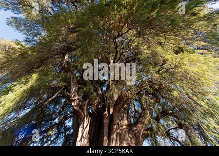 Szenen in El Tule und Santa María de la Asunción Tempel: Der größte Baum der Welt Oaxaca, Mexiko Stockfoto