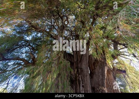 Szenen in El Tule und Santa María de la Asunción Tempel: Der größte Baum der Welt Oaxaca, Mexiko Stockfoto