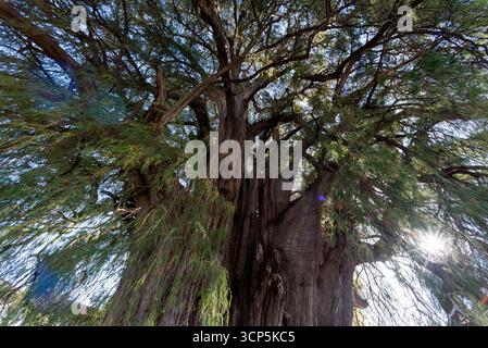 Szenen in El Tule und Santa María de la Asunción Tempel: Der größte Baum der Welt Oaxaca, Mexiko Stockfoto