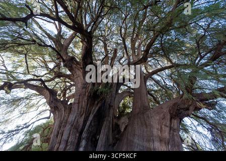 Szenen in El Tule und Santa María de la Asunción Tempel: Der größte Baum der Welt Oaxaca, Mexiko Stockfoto