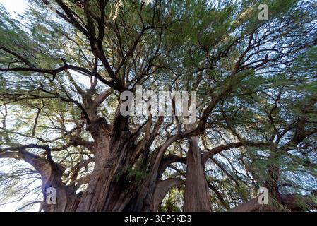 Szenen in El Tule und Santa María de la Asunción Tempel: Der größte Baum der Welt Oaxaca, Mexiko Stockfoto