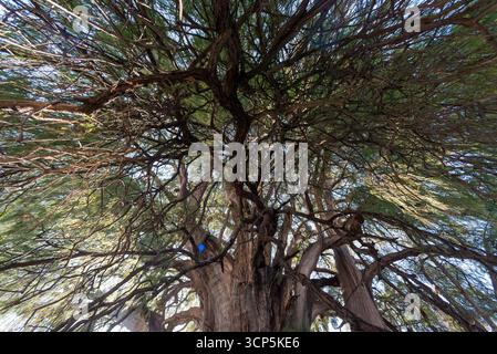 Szenen in El Tule und Santa María de la Asunción Tempel: Der größte Baum der Welt Oaxaca, Mexiko Stockfoto