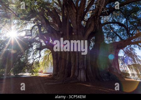 Szenen in El Tule und Santa María de la Asunción Tempel: Der größte Baum der Welt Oaxaca, Mexiko Stockfoto