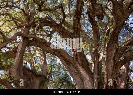 Szenen in El Tule und Santa María de la Asunción Tempel: Der größte Baum der Welt Oaxaca, Mexiko Stockfoto