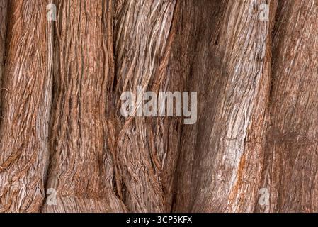 Szenen in El Tule und Santa María de la Asunción Tempel: Der größte Baum der Welt Oaxaca, Mexiko Stockfoto