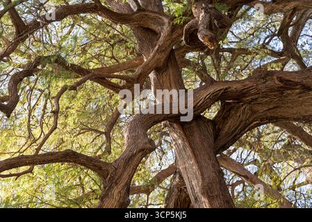 Szenen in El Tule und Santa María de la Asunción Tempel: Der größte Baum der Welt Oaxaca, Mexiko Stockfoto