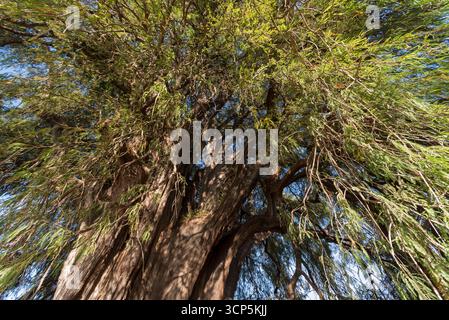 Szenen in El Tule und Santa María de la Asunción Tempel: Der größte Baum der Welt Oaxaca, Mexiko Stockfoto