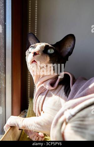 Haarlose Katze in rosafarbener Kleidung, bequem am sonnigen Fenster mit ruhiger Haltung und sanfter natürlicher Beleuchtung Stockfoto