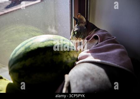Haarlose Katze in rosa Pullover, die sich in der Nähe von Wassermelone auf der Fensterbank kräuselt hat, mit Tageslicht, das eine gemütliche Atmosphäre zeigt Stockfoto
