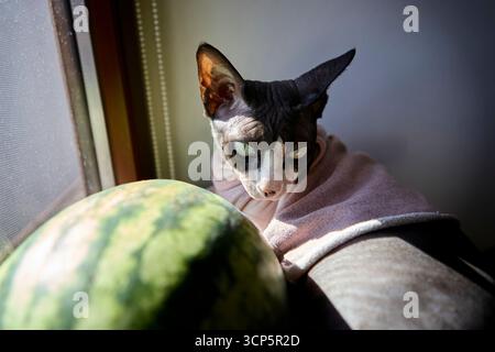 Haarlose Katze in rosafarbener Kleidung, die auf die grüne Wassermelone auf der Fensterbank blickt und Sonnenlicht einstrahlt Stockfoto