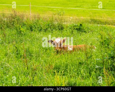 Braune und weiße Kälber liegen im hohen Gras auf einem bayerischen Bauernhof. Stockfoto