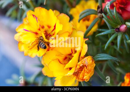 Nahaufnahme von gelben Purslane-Blüten mit einer Biene, die Nektar von einer Blume vor einem unscharfen natürlichen Blatthintergrund sammelt. Stockfoto