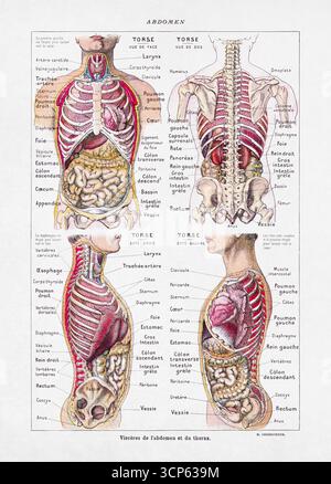 Medizinische Illustration von Jacques Maurice Dessertenne über die menschlichen inneren Organe aus einem alten französischen Wörterbuch. Stockfoto