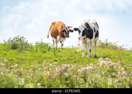 Eine braun-weiße Holsteinkuh mit einem schwarz-weißen Begleiter auf einer üppig grünen Wiese unter bewölktem Himmel. Stockfoto