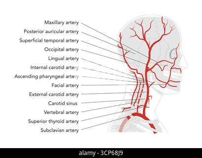 Menschliche Kopfarterien in menschlichem Kopfskelett medizinisches Diagramm, Verzweigung des äußeren Karotissystems, markierte Gefäße, anatomische Illustration, wissenschaftliche Erziehungsreferenz Stock Vektor
